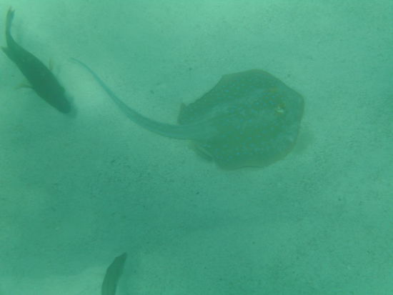 Ein Blaupunktrochen.