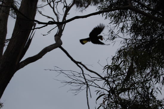 Schwarzer Papagei im Flug.