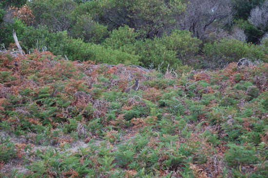 SUCHBILD:
Wo ist das Kaenguru?