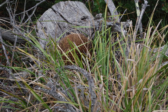 Unser erstes Echidna (=Ameisenigel) in freier Natur.