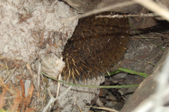 Hier versteckt er sich in einem Baumstupf.