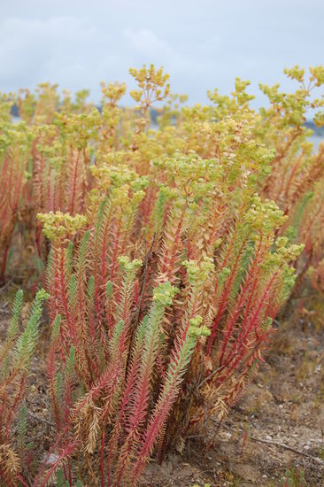 Interessantes Farbenspiel.