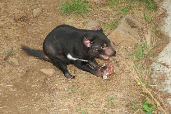 ...zum Beispiel den Tasmanischen Teufel beim Fressen...