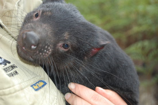 Ein Tasmanisches Teufelbaby, welches von seiner Mutter nicht angenommen wurde.