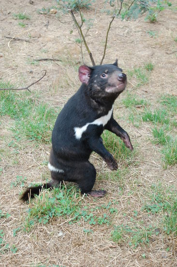 Hier ein ausgewachsener Tasmanischer Teufel.