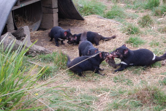 Und einige junge Tiere...