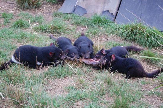 ...die sich lautstark mit Fauchen und einer Art Schreien um ihr Essen streiten.