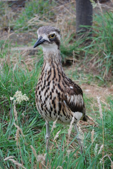 Es gab viele verschiedene Vogelarten...