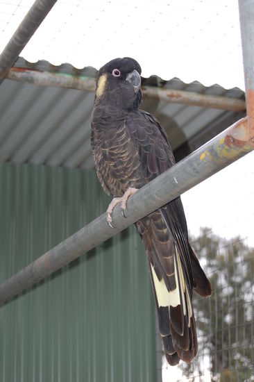 Das ist der schwarze Papagei, welchen wir schon im Nationalpark gesehen haben.