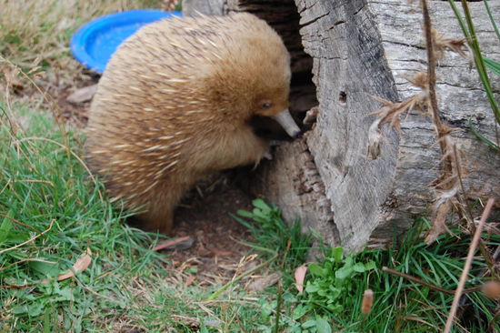 Ein helles Echidna.