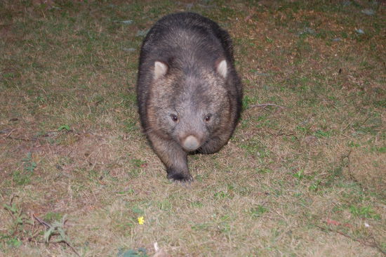 Ein Wombat...