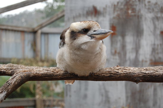 Ein Kookaburra, auch lachender Hans genannt, da seine Laute sich wie Lachen anhoeren.