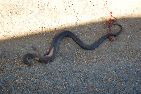 ...die hat wohl einer platt gefahren...