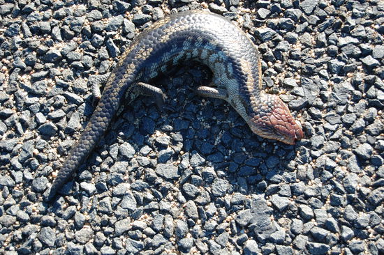 ...und ihn leider auch, obwohl er noch net wirklich tot aussieht.