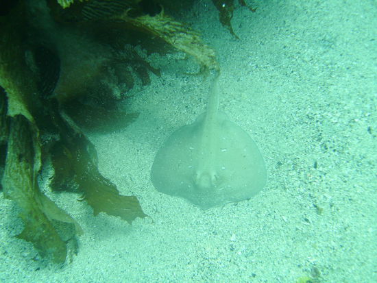 Ein kleiner Stachelrochen.