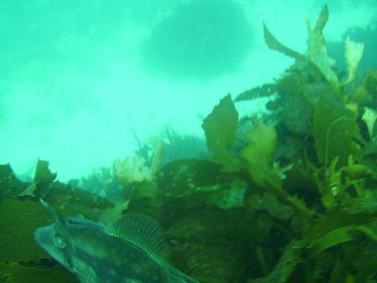 Fisch mit Horn auf der Stirn.