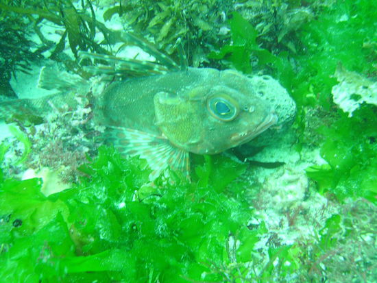 Ein Gurnard Perch.