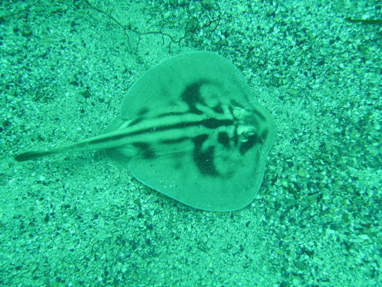 Hier auch nochmal ein Stachelrochen, diesmal mit Muster.