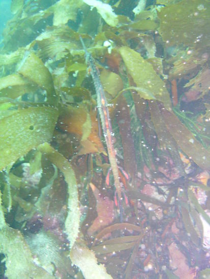 Das ist ein Seedrachen, welcher aus derselben Familie wie die Seepferdchen stammt.