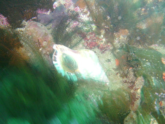 Eine schoene grosse Muschel.