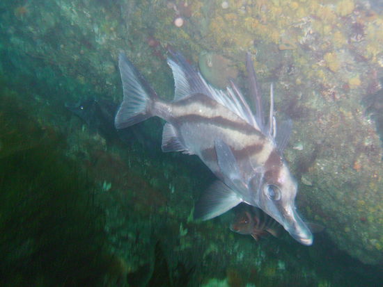 Ein Long-Snouted Boarfish.