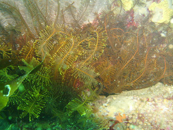 Unterwasserpflanzen...