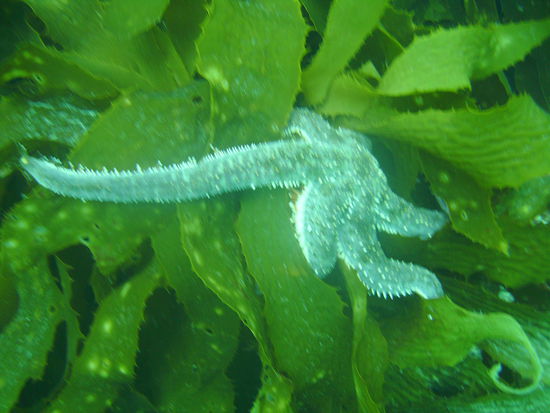 Ein Seestern, der sich um die Pflanzen schlaengelt.