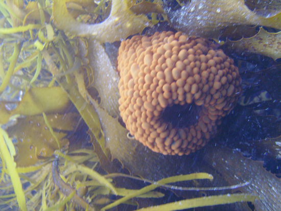 Sieht aus wie ein Bienennest, ist aber eine Unterwasserpflanze.