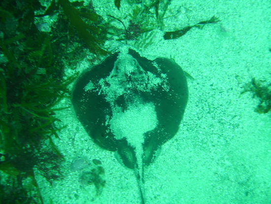 Ein kleiner Stachelrochen.