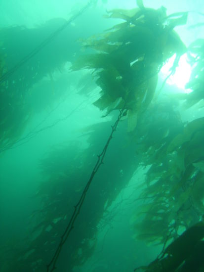 So sieht es dann unter Wasser aus...