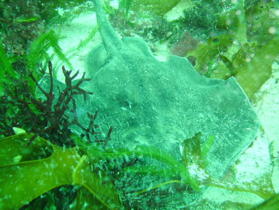 ...noch ein Rochen...