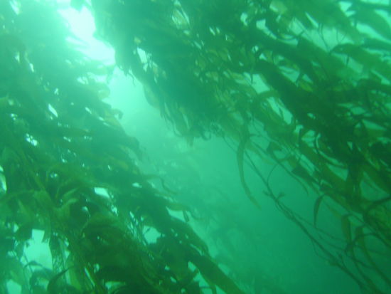 ...ueberall Kelp...