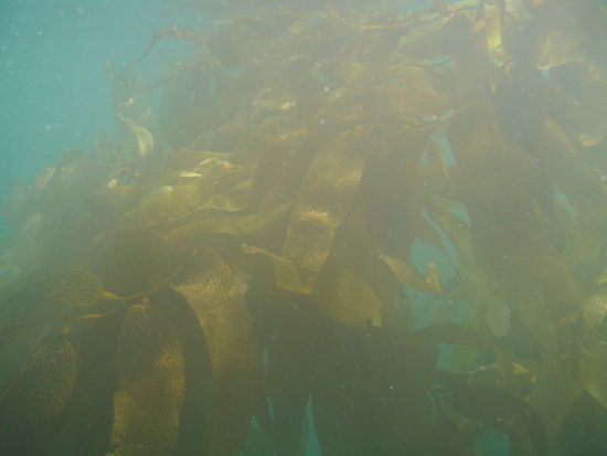 ...Kelp...