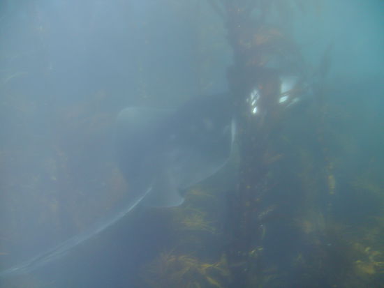 ...wie er durch das Kepl schwimmt...