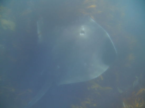 Der fuer uns riesige Stachelrochen...