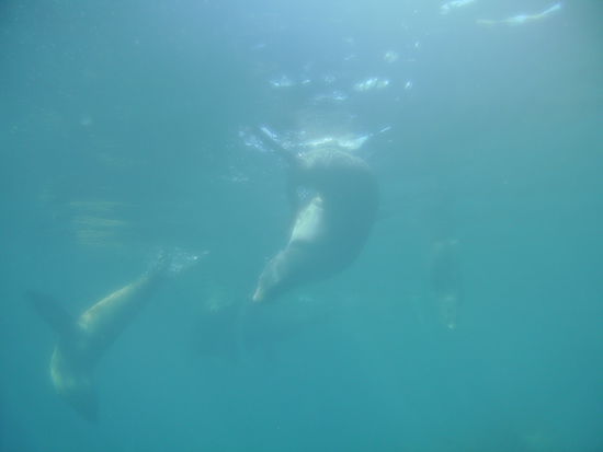 Dies scheint einer ihrer Lieblingsstellungen im Wasser zu sein, mit dem Kopf nach unten und die Schwanzflossen schauen aus dem Wasser raus.