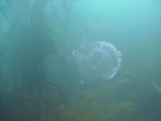 Eine Qualle oder auch Jellyfish genannt.