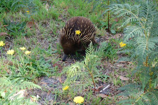 Hier ist der kleine Kerl, oder sie!?
