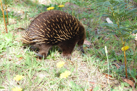 Hier sieht man, was fuer Krallen sie haben.