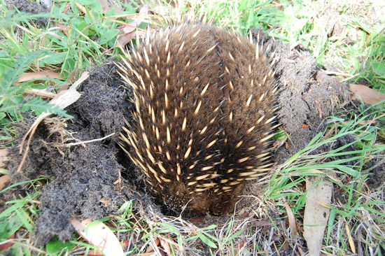 Und fuer was er sie benoetigt.