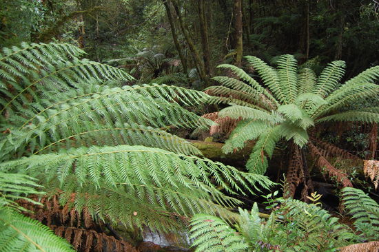 Riesige Baumfarne.