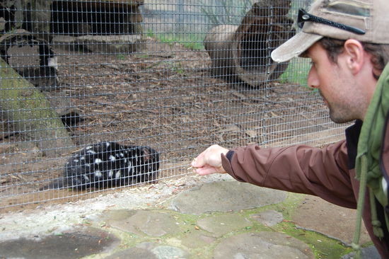 Stefan fuettert einen Beutelmarder.