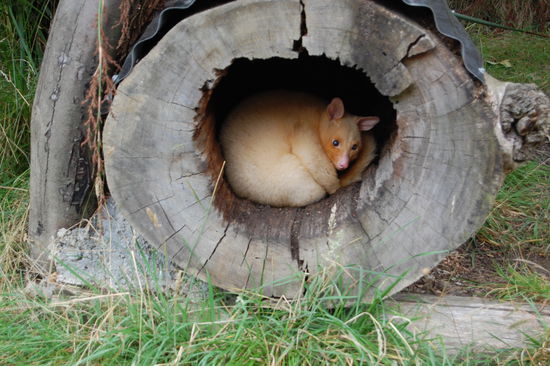 Ein Albino-Possum.