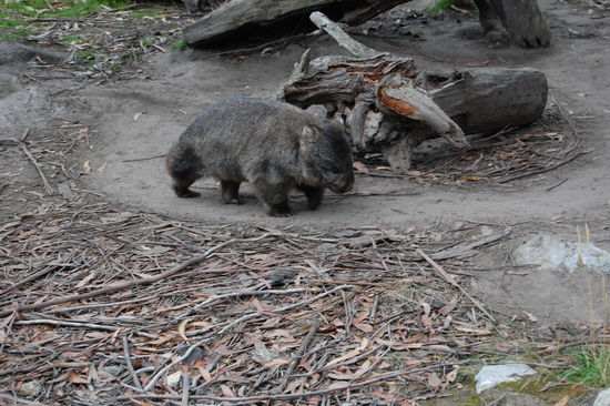 Wongle das Wombat.