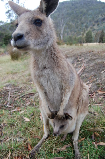 Im Kaenguru Streichelzoo...