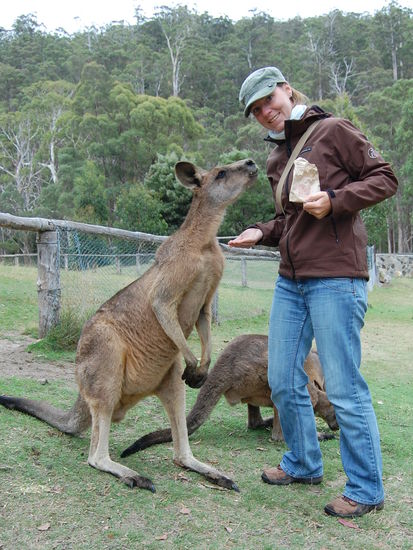 ...und die grossen Kaengurus.