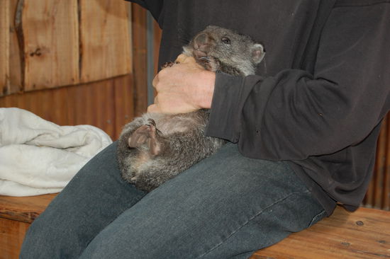Am Parkausgang hatten wir Glueck und durften den neueste Mitbewohner des Parks begutachten: ein Babywombat, dessen Mama ueberfahren wurde.