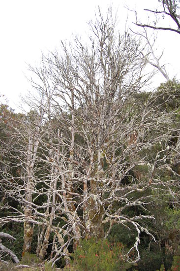 ...seltsamen Baeumen...