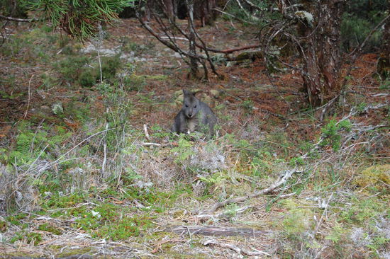 ...und Wallabies vorbeifuehrt.