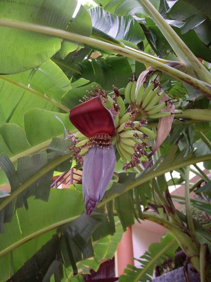 Ich liebe Bananenblueten!